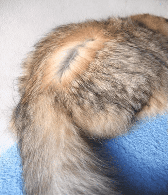Пример окраса агути у кошек